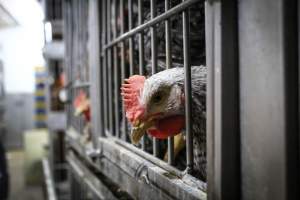 Kikiriki Live Poultry - Photos taken during the 2021 Thanksgiving Vigil outside of Kikiriki Live Poultry. - Captured at Kikiriki Live Poultry Inc, NY United States.