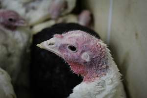Kikiriki Live Poultry - Photos taken during the 2021 Thanksgiving Vigil outside of Kikiriki Live Poultry. - Captured at Kikiriki Live Poultry Inc, NY United States.