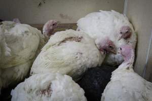Kikiriki Live Poultry - Photos taken during the 2021 Thanksgiving Vigil outside of Kikiriki Live Poultry. - Captured at Kikiriki Live Poultry Inc, NY United States.