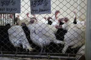 Kikiriki Live Poultry - Photos taken during the 2021 Thanksgiving Vigil outside of Kikiriki Live Poultry. - Captured at Kikiriki Live Poultry Inc, NY United States.