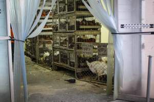 Kikiriki Live Poultry - Photos taken during the 2021 Thanksgiving Vigil outside of Kikiriki Live Poultry. - Captured at Kikiriki Live Poultry Inc, NY United States.