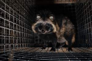 Fur farms - investigation inside fur farms in Poland