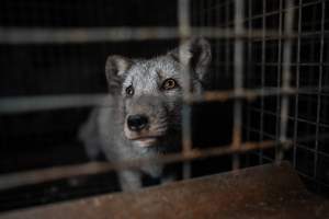 Fur farms - investigation inside fur farms in Poland