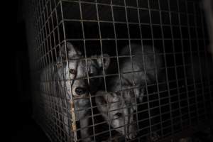 Fur farms - investigation inside fur farms in Poland