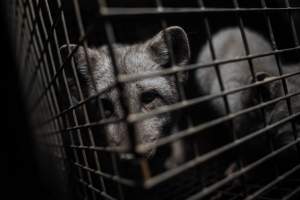 Fur farms - investigation inside fur farms in Poland