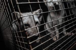 Fur farms - investigation inside fur farms in Poland