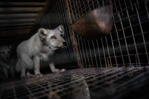 Fur farms - investigation inside fur farms in Poland