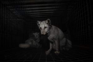 Fur farms - investigation inside fur farms in Poland