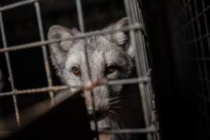 Fur farms - investigation inside fur farms in Poland