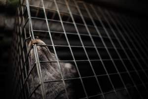 Fur farms - investigation inside fur farms in Poland