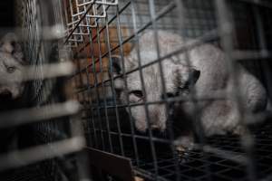 Fur farms - investigation inside fur farms in Poland