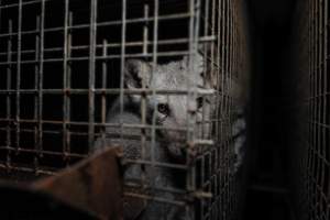 Fur farms - investigation inside fur farms in Poland