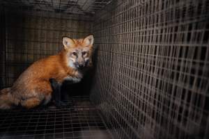 Fur farms - investigation inside fur farms in Poland