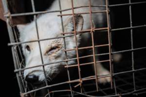 Fur farms - investigation inside fur farms in Poland