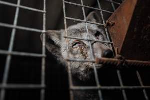 Fur farms - investigation inside fur farms in Poland