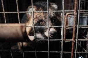 Fur farms - investigation inside fur farms in Poland