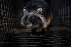 Fur farms - investigation inside fur farms in Poland