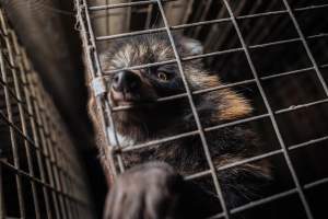 Fur farms - investigation inside fur farms in Poland