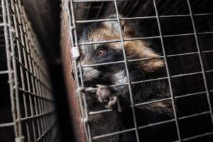 Fur farms - investigation inside fur farms in Poland