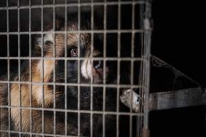 Fur farms - investigation inside fur farms in Poland