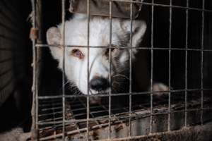 Fur farms - investigation inside fur farms in Poland