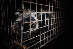 Fur farms - investigation inside fur farms in Poland