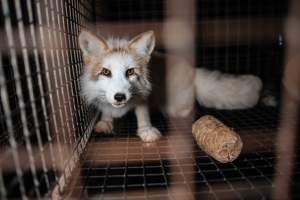 Fur farms - investigation inside fur farms in Poland