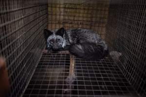 Fur farms - investigation inside fur farms in Poland