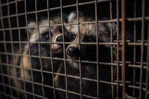 Fur farms - investigation inside fur farms in Poland