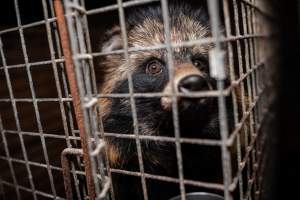 Fur farms - investigation inside fur farms in Poland