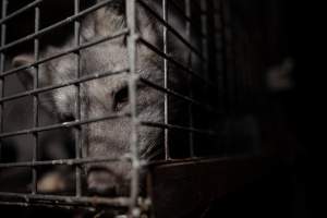 Fur farms - investigation inside fur farms in Poland