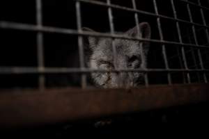 Fur farms - investigation inside fur farms in Poland