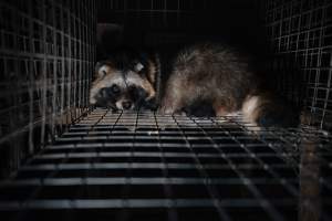 Fur farms - investigation inside fur farms in Poland