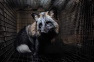 Fur farms - investigation inside fur farms in Poland