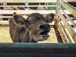 Gympie Calf Sale - Captured at Gympie Cattle Saleyard, Araluen QLD Australia.