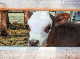 Gympie Calf Sale - Captured at Gympie Cattle Saleyard, Araluen QLD Australia.