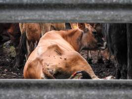 Eumundi Sale - Location: Eumundi Saleyard- Hatfield Rd, QLD 4562 (not on map).