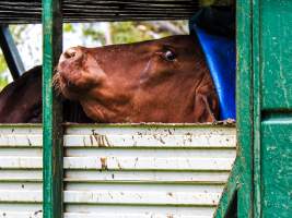 Australian Country Choice- Cannon Hill/Murarrie QLD. - Captured at Australian Country Choice Abattoir, Cannon Hill QLD Australia.