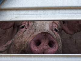 Swickers- Kingaroy QLD - Captured at Swickers Kingaroy Bacon Factory, Kingaroy QLD Australia.