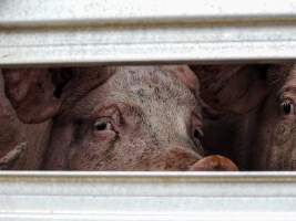 Swickers- Kingaroy QLD - Captured at Swickers Kingaroy Bacon Factory, Kingaroy QLD Australia.