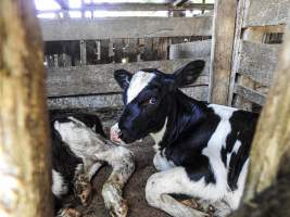 Woodford Saleyard - Woodford Saleyard- 129 Archer St, Woodford QLD 4514 (Location not on map).