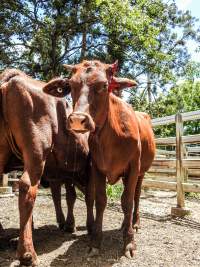 Woodford Saleyard - Woodford Saleyard- 129 Archer St, Woodford QLD 4514 (Location not on map).