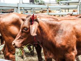 Woodford Saleyard - Woodford Saleyard- 129 Archer St, Woodford QLD 4514 (Location not on map).