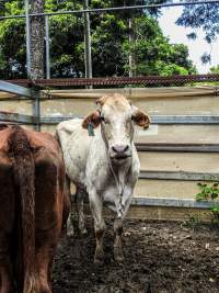 Woodford Saleyard - Woodford Saleyard- 129 Archer St, Woodford QLD 4514 (Location not on map).