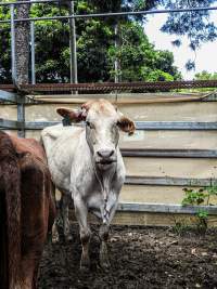 Woodford Saleyard - Woodford Saleyard- 129 Archer St, Woodford QLD 4514 (Location not on map).