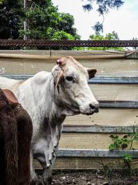 Woodford Saleyard - Woodford Saleyard- 129 Archer St, Woodford QLD 4514 (Location not on map).