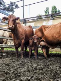 Woodford Saleyard - Woodford Saleyard- 129 Archer St, Woodford QLD 4514 (Location not on map).