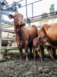 Woodford Saleyard - Woodford Saleyard- 129 Archer St, Woodford QLD 4514 (Location not on map).