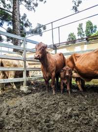 Woodford Saleyard - Woodford Saleyard- 129 Archer St, Woodford QLD 4514 (Location not on map).