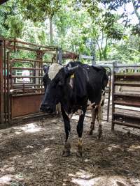 Woodford Saleyard - Woodford Saleyard- 129 Archer St, Woodford QLD 4514 (Location not on map).